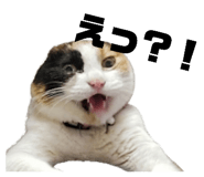 842306999