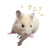 842307042