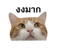842310902