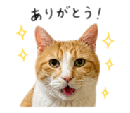 842317857
