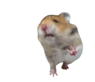 842322977