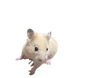 842322990