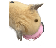 842322991