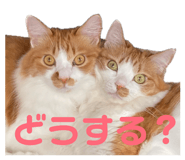 842323763