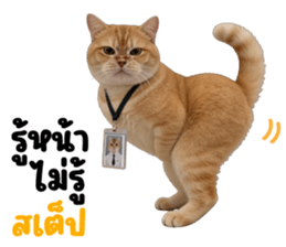 ลายที่ 6