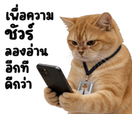 ลายที่ 23