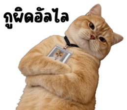 ลายที่ 30