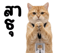 ลายที่ 37