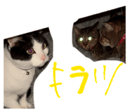 842324646