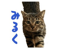 842324656