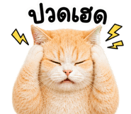 842327116