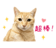 842333145
