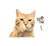 842333154