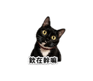 842333433