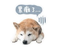 842333624
