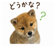 842334238