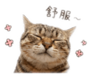 842334253