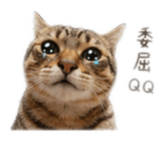 842334258