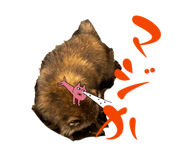 842335561