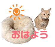 842336520