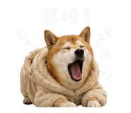 842345003