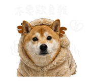 842345006