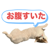842355384