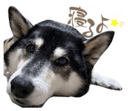 842355628