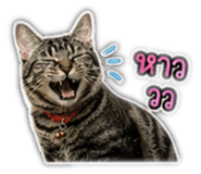 842355675