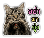 842355676