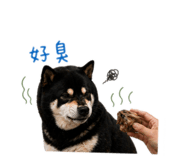842360213