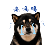 842360216
