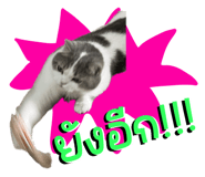 842363683