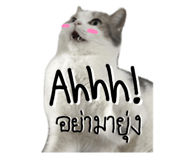 842363700