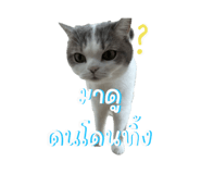 842363706