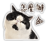 842366447