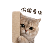 842367382