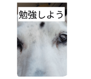 842372448