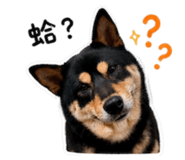842373884