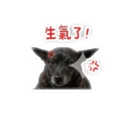 842374196