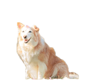 842375155