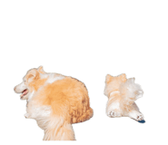 842375156