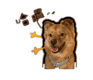 842375817