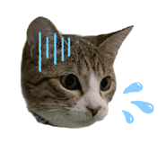 842377033