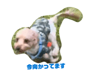 842377273