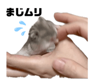 842383415