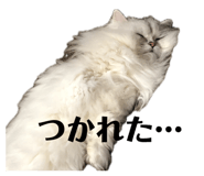 842383655