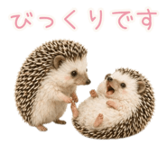 842385204