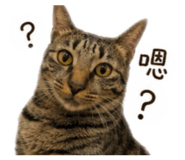842386807