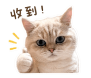 842387155